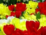 Beautiful Tulips