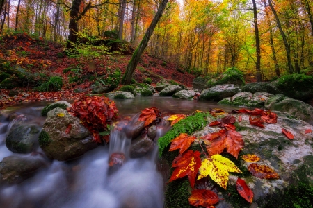 Forest creek - pretty, trees, creek, forest, lovely, leaves, fall, colorful, autumn, foliage