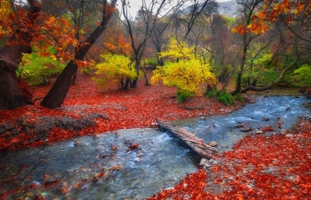 Autumn creek - pretty, trees, creek, stream, forest, lovely, brook, fall, colorful, autumn, foliage