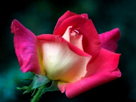 PRETTY ROSE - image, pink, rose, pretty