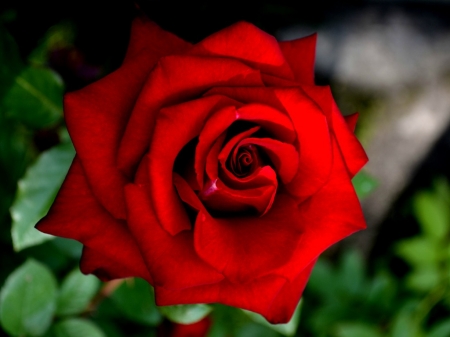 CLOSE UP OF ROSE - image, red, rose, pretty