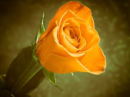 PRETTY YELLOW ROSE - image, yellow, rose, pretty