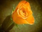 PRETTY YELLOW ROSE