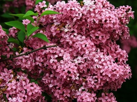 PRETTY PINK LILACS - flowers, pink, pretty, lilacs