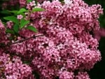 PRETTY PINK LILACS