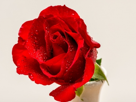 ROSE FLOWER - red, flower, rose, pretty