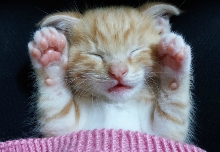 SLEEPY KITTY - image, cute, sleepy, kitty