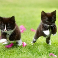 KITTENS AT PLAY