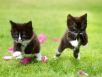 KITTENS AT PLAY