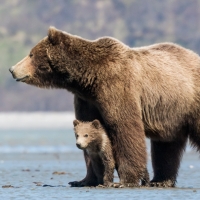 bear with cub