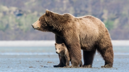 bear with cub - animal, cub, landscape, bear