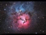 A Beautiful Trifid