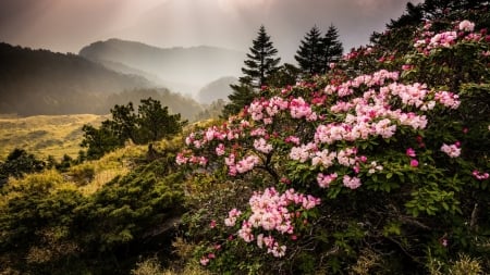 Beautiful Flowers - nature, flowers, meadow, mountain