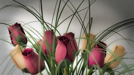 Rose Buds - roses, flowers, nature, buds