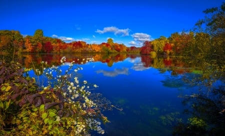 View of autumn lake - trees, tranquil, forest, reflection, wildflowers, fall, colorful, autumn, view, serenity, lake, sky