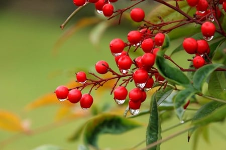 Berries - red, berry, rain, fruit, water drop, autumn