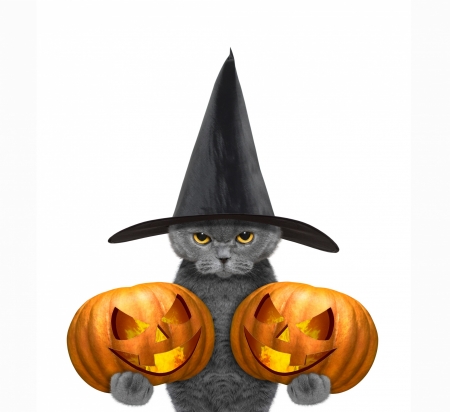 Happy Halloween! - hat, cat, pumpkin, funny, black, pisica, white, witch, halloween, grey, animal, orange