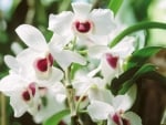 Beautiful white Orchids