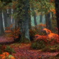 Beautiful Fall Forest Foliage