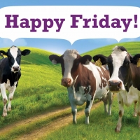 Happy Friday Cows