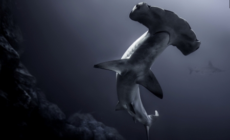 Hammerhead - predadtor, shark, hammerhead, ocean