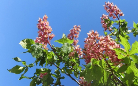 Hotse-Chestnut in Blooms - blossoms, spring, pink, tree, horse-chestnut