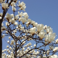 White Magnolia