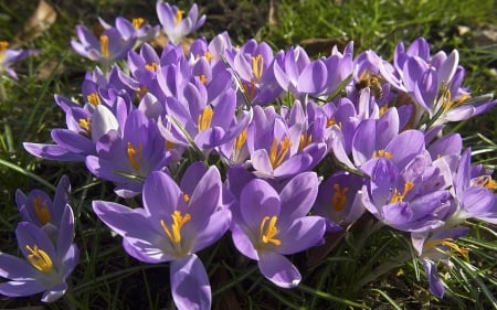 Crocuses - nature, crocuses, flowers, spring