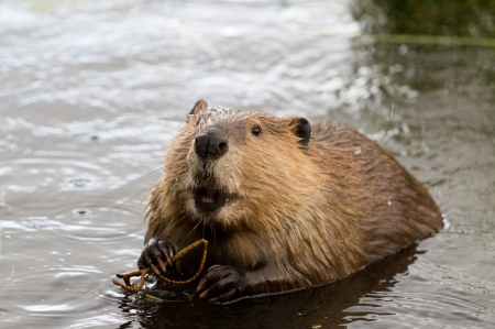 beaver - animal, beaver, rodent, river