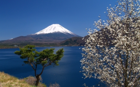 Fuji Mountain - water, nature, mountain, tree