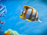 Butterflyfish