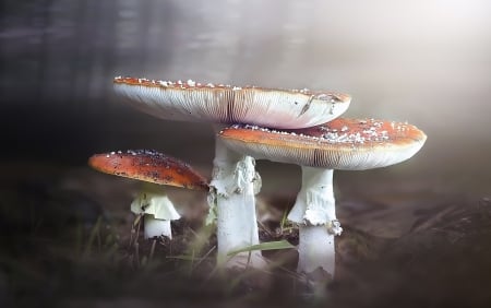 Mushrooms - mushrooms, plants, fungus, nature