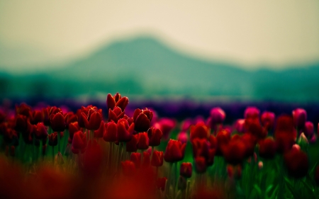 Tulips - field, tulips, nature, red