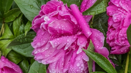 Beautiful Peony - flowers, peony, nature, pink