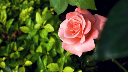 Beautiful Rose - rose, flower, nature, pink