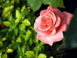 Beautiful Rose