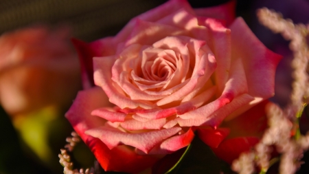 Beautiful Rose - flowers, petals, nature, rose