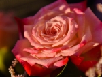 Beautiful Rose