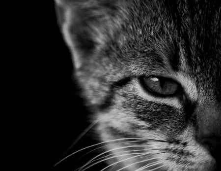 Cat - eye, black, monochrome, animals