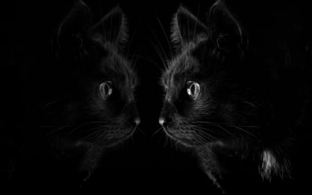 Cat Reflection - dark, cat, reflection, animals