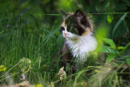 Cute Cat - nature, cat, plants, animals