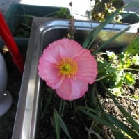 PINK POPPY