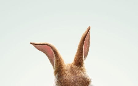 Peter Rabbit - rabbit, bunny, movie, peter