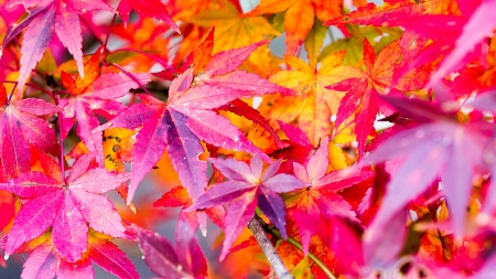 Changes - bright, autumn, fall, maple, colorful, leaves