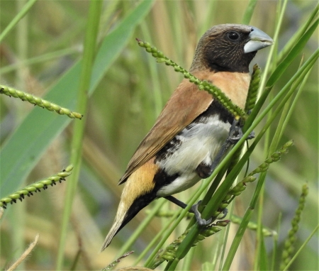 Wild Manniken - Queensland, bird, brown, photography, Australian, freedom, bird clubs, bird photography, love, eating grass seeds, free, bird watching, kindness to animals, free wallpaper, shellandshilo, wildlife