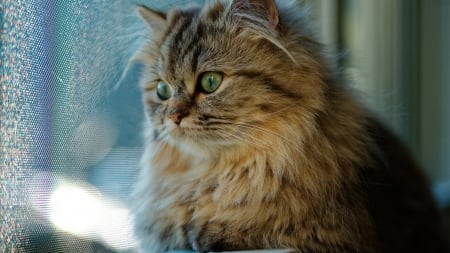 Cat in the Window - fluffy, Firefox Persona theme, pet, screen, window, cat