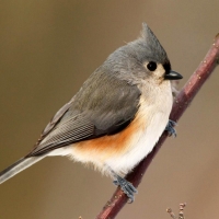 turfted titmouse twig bird