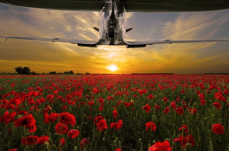 Spitfire and Poppies - military, armed forces, memorial, flight, war, poppies, spitfire, remembering, plane, world war, sunset