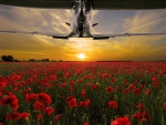 Spitfire and Poppies