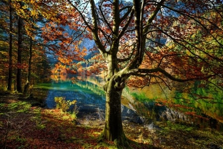 Colorful autumn - autumn, lake, trees, colorful, park, foliage, serenity, fall, forest, reflection, tranquil, beautiful, pond